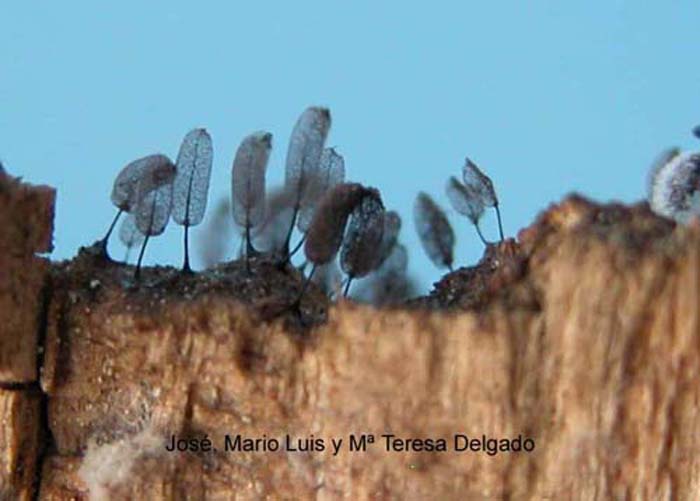 Stemonitis nigrescens